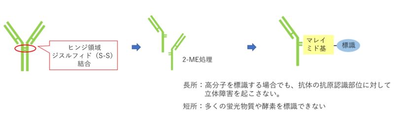 抗体のチオール基（SH基）を持つアミノ酸（システイン）に標識する方法