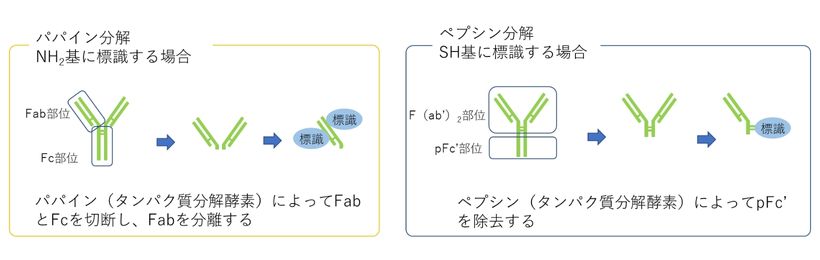 標識抗体のFc部位を除去する方法