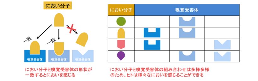 におい認識のメカニズム