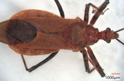 アカサシガメ①