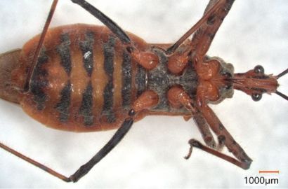 アカサシガメ②