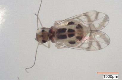 ヨツモンホソチャタテ①