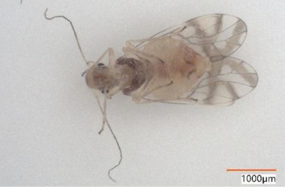 ヨツモンホソチャタテ②