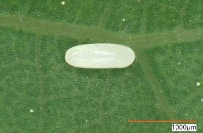 ヒラタアブの卵①