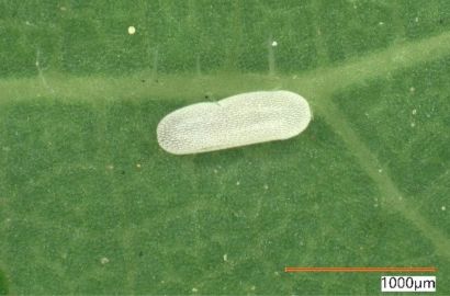 ヒラタアブの卵②