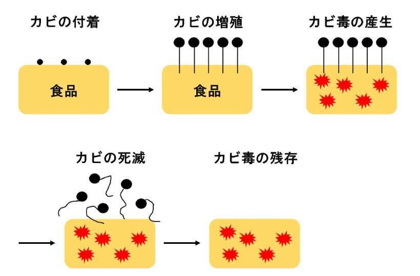 カビ毒の産生過程