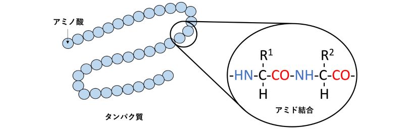 タンパク質とアミノ酸の関係