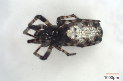 アカサシガメ①