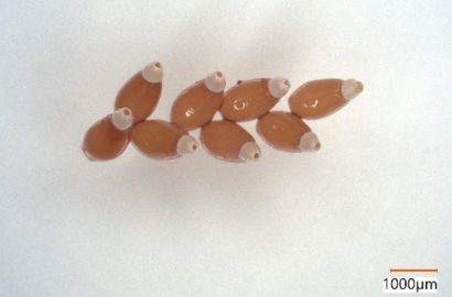 アカサシガメの卵①