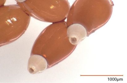 アカサシガメの卵②