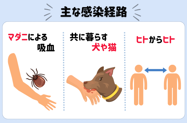 マダニに注意！SFTS（重症熱性血小板減少症候群）について解説 | 食
