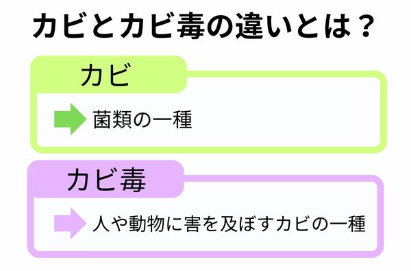カビとカビ毒の違い