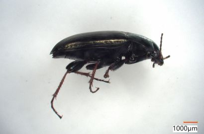 マルガタゴミムシの一種①