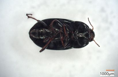 マルガタゴミムシの一種②