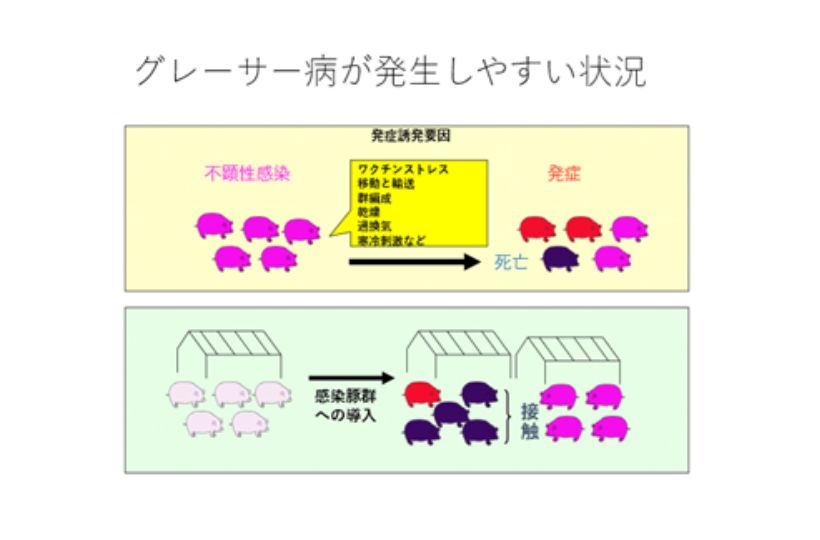 グレーサー病が発病しやすい条件
