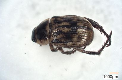 セマダラコガネ①