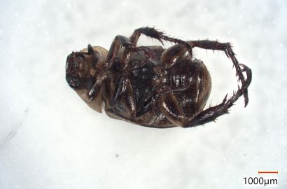 セマダラコガネ②