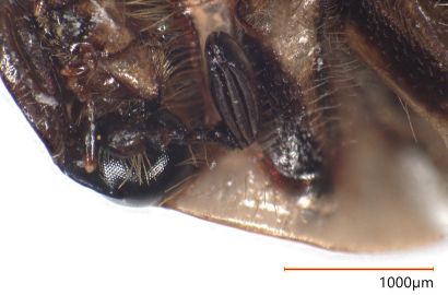 セマダラコガネ③