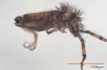 アヤトビムシ①