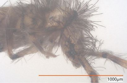 アヤトビムシ②