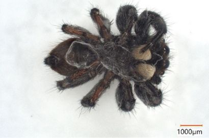 マミジロハエトリ①