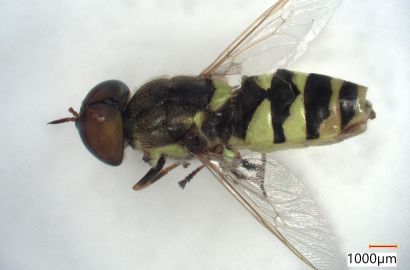 コガタノミズアブ①