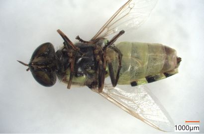 コガタノミズアブ②