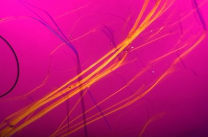 偏光顕微鏡写真（クリソタイル）