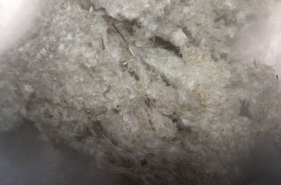 実体顕微鏡写真