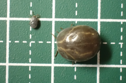 飽血した若ダニと正ダニ