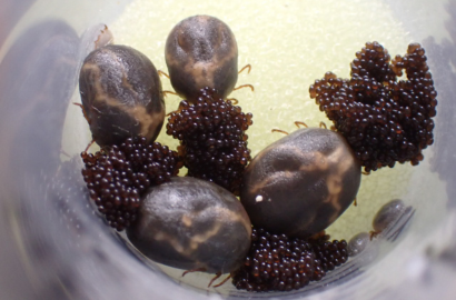 正ダニが飽血して1週間程後、産卵