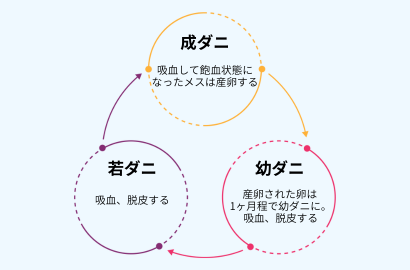 マダニ成長段階