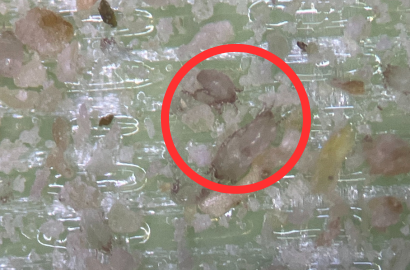 家にいる代表的なダニ(ヤケヒョウヒダニ)