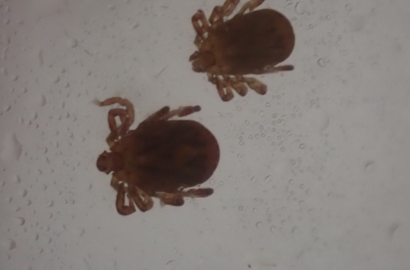 吸血前の正ダニ