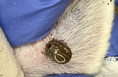 動物に付着したフタトゲチマダニ