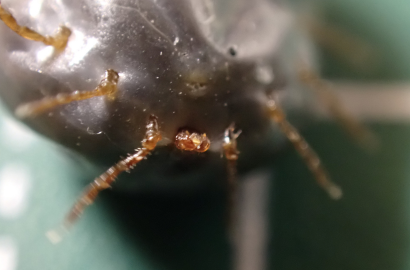 裏返したマダニ