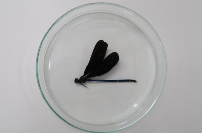 ハグロトンボ①