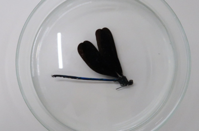 ハグロトンボ②