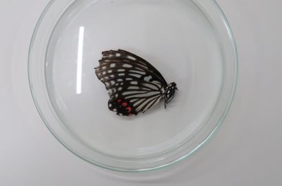 アカボシゴマダラ①