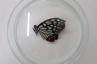 アカボシゴマダラ②