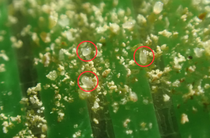 ヤケヒョウヒダニ