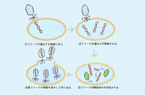バクテリオファージにも種類がある？