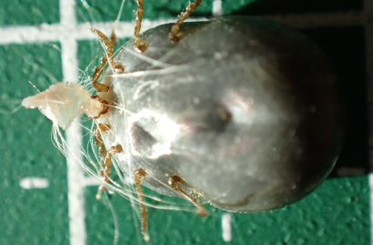 吸血途中でマダニを取ろうとし、動物の皮膚剥がれる