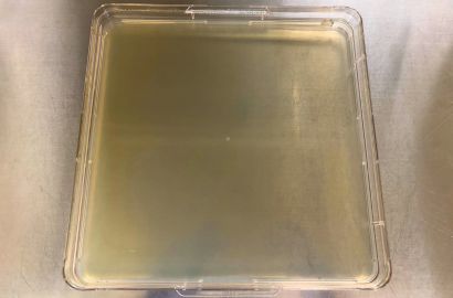 内勤女性1日着用培養スタート外側