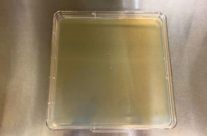 内勤女性1日着用培養スタート内側