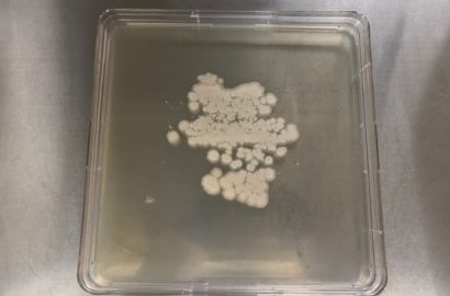 内勤女性1日着用24時間後内側