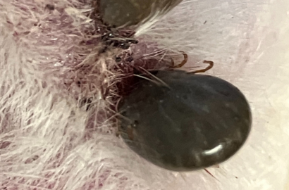 吸血中のマダニ