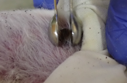 マダニ用ピンセットで除去