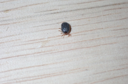 飽血した若ダニ