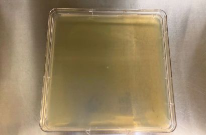 外勤男性1日着用培養スタート内側